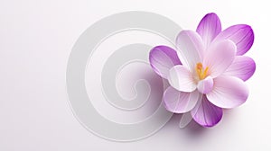 Elegant purple flower with soft petals and delicate features isolated on white background photo