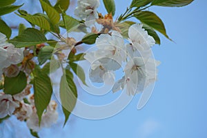 Delicate and beautiful Shirotae Cherry Mount Fuji Cherry blossom with white double layer flowers against blue sky background.