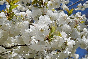 Delicate and beautiful Shirotae Cherry, Mount Fuji Cherry, blossom with white double layer flowers against blue sky background.