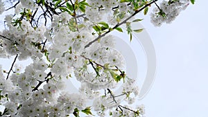 Delicate and beautiful Shirotae Cherry, Mount Fuji Cherry, blossom with white double layer flowers against blue sky background. Sa
