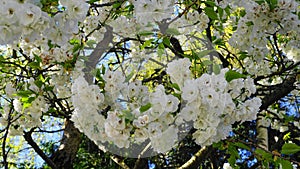 Delicate and beautiful Shirotae Cherry, Mount Fuji Cherry, blossom with white double layer flowers against blue sky background. Sa