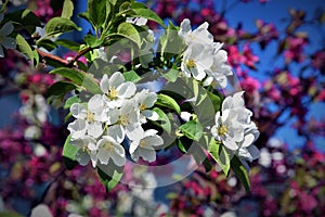 Gentile bellezza. fioritura ciliegia alberi 