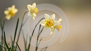 Delicate beauty of daffodils in a soft light creating a feeling of springtime tranquility