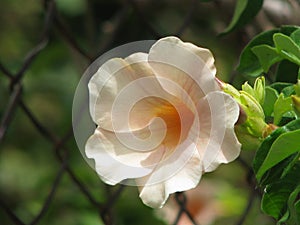 Delicate beauty in a simple flower