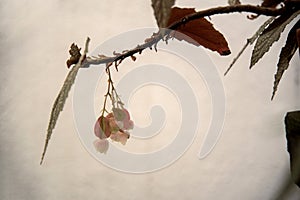 Delicate begonia flowers on wall background photo