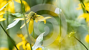 Delicate Black-eyed Susan Appearing in Late Summer