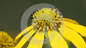 Delicate Black-eyed Susan Appearing in Late Summer