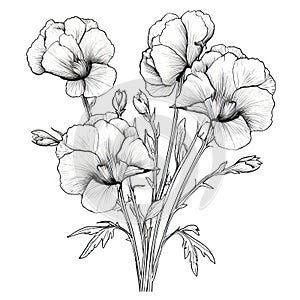 Delicate Black And White Geranium Illustration With Organic And Fluid Style