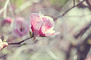 Bud of pink magnolia.