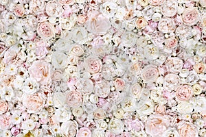 Delicate blooming festive light pink and white flowers, blossoming rose flower pastel background