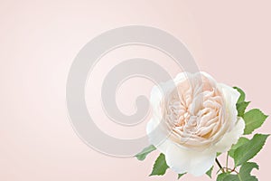Delicate blooming festive roses and pink summer flowers, blossoming rose flower soft pastel background