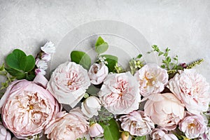 Delicate blooming festive white and light pink roses on light grey background, blossoming rose flowers with green leaves