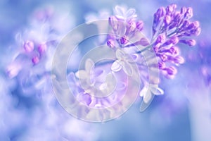 Delicate blooming lilac flowers. Beautiful spring floral background. Selective soft focus