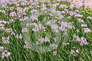 Delicate blooming society garlic flowering plant in garden