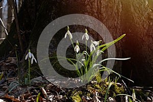 Delicate blossom and buds of common snowdrop, symbol of spring enjoys sunshine, seasonal awakening ecosystem