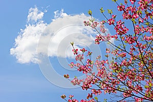 Delicate blossoming tree in spring against blue sky with cloud.