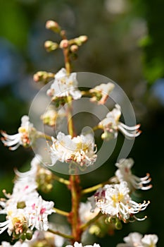 Delicate Blossoms in Spring\'s Embrace