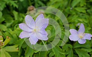 Delicate blue Anemone hepatica flower close up on green leaves background.