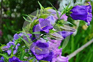 Delicate blue bell flowers on the flowerbed in summer among green grass in the garden