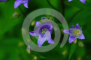 Delicate blue bell flowers on the flowerbed in summer among green grass in the garden