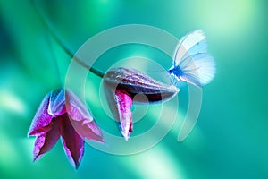 Delicate blue butterfly on a purple clematis flower in a magical summer  garden.