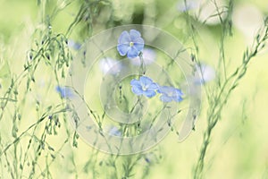 Delicate blue flax flowers on a green background. The pastel shades. Selective soft focus.