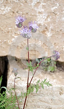 Delicate blue flower in front of big yellow stone block