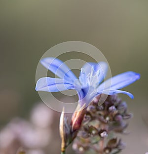 Delicate Blue Flower in Soft Focus