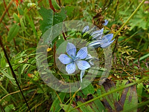 Delicate blue flowers