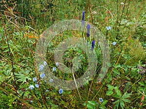 Delicate blue flowers and dark blue buds