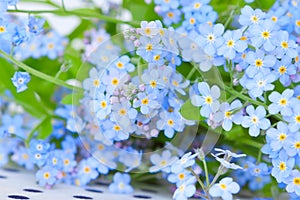 Delicate blue flowers forget-me-on