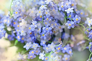 Delicate blue flowers forget-me-nots