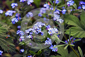 Delicate blue flowers among the grass. Forget-me-nots. Plants. Spring and summer.