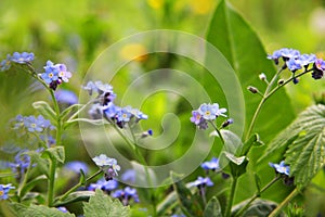 Delicate blue flowers among the grass. Forget-me-nots. Plants. Spring and summer.