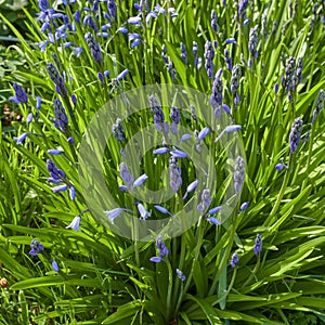 Delicate blue flowers growing on a green plant in a field in spring with copy space. Closeup landscape of nature and