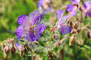 Delicate blue flowers of the meadow geranium Geranium pratense. Wild flower. A geranium flower growing on a summer meadow