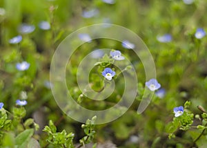 Delicate blue flowers Veronica Beccabunga 2