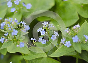 Delicate blue flowers Veronica Beccabunga