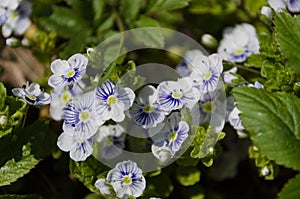 Delicate blue flowers of Veronica VerÃ³nica