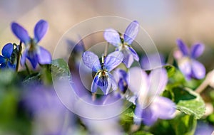 Delicate blue forest violets. Spring easter card