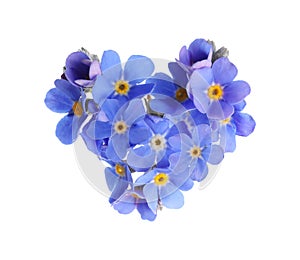 Delicate blue forget me not flowers on white background