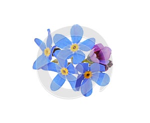 Delicate blue Forget-me-not flowers on white background