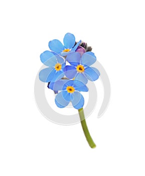 Delicate blue Forget-me-not flowers on white background