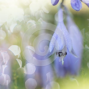 Delicate blue hosta flowers on blur nature green background. Beautiful garden flowers