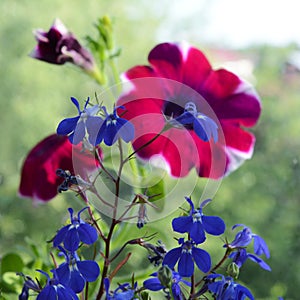 Delicate blue lobelia flowers on the background of blooming petunia