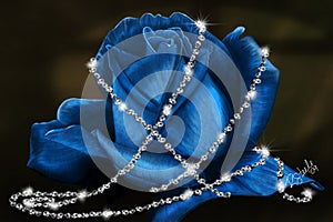 Delicate Blue Rose