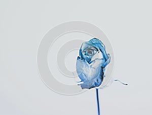 Delicate blue rose