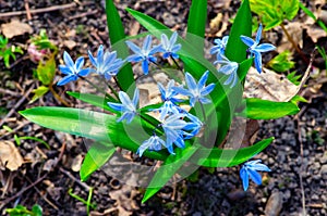 Delicate blue wild flowers in early spring, thaw and spring concept, selective soft focus