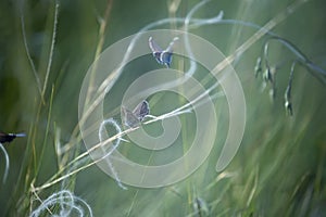 Delicate blueberry butterflies among feather grass in spring. Soft art photo Polyommatus icarus.