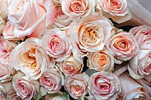 a delicate bouquet of light beautiful freshly cut roses wrapped in decorative cellophane